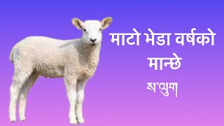 माटो भेडा वर्षको मान्छे कस्तो हुन्छ rumtekkarmaekhenpo rinpoche astrology mud sheep 🐑 year [upl. by Gemini256]