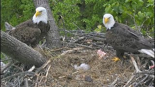 AEF DC Eagle Cam 51418 Week in Review April 29May 5 2018 [upl. by Ahsoj575]