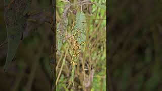 About Vitex negundo  Butterflies Garden Landscape [upl. by Cartie987]