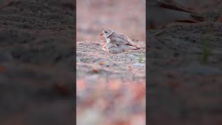 Episodio 13 Aves Limícolas aves passaros floresta selva natureza [upl. by Ahsirkal]