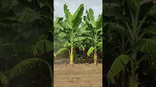 Banana plants  Fungicides Spraying banana fruit farming bananafarming satisfying shorts [upl. by Chaworth]