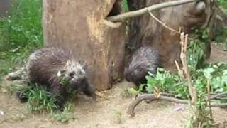 Horny North American Porcupine Zoo Vienna [upl. by Stempien]