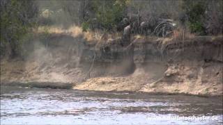 Migration  Gnuwanderung in der Masai Mara 2010 [upl. by Joly]