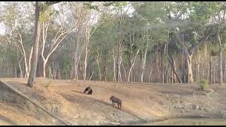 Tiger vs Sloth Bear Ranthambore [upl. by Jolie263]