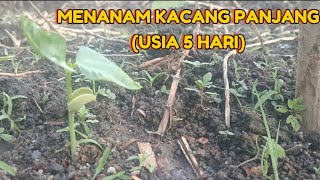 MENANAM KACANG PANJANG [upl. by Iinde90]