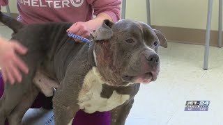 Recovery expected for American bulldog rescued from dog fighting ring [upl. by Newhall702]