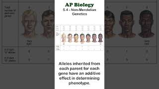 AP Bio  54 Polygenic Traits apbiology mendelian unit5 [upl. by Anomas259]