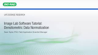 Image Lab Software Tutorial Densitometric Data Normalization [upl. by Bernice]