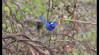 Splendid Fairywren [upl. by Ayhay]