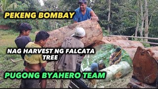 PEKENG BOMBAY NAG HARVEST NG FALCATA TREE pbteamdavao pugongbyahero katutubo charityvloggers [upl. by Suki932]