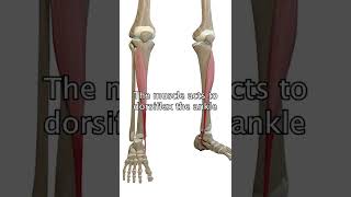 The Tibialis Anterior Muscle [upl. by Etterb914]