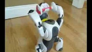 Robot Mayhem Aibo amp Pleo [upl. by Brittani]