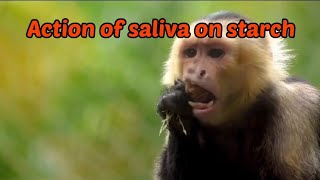 The Effect Of Saliva on Starch  Starch  Iodine Experimentmumjayschannel [upl. by Amalita]