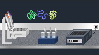 SDSPAGE Sodium Dodecyl Sulfate–PolyAcrylamide Gel Electrophoresis–Animation [upl. by Miriam774]