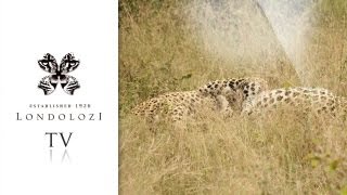 The Ultimate Male Leopard Fight  Amazing Footage  Londolozi [upl. by Horace]