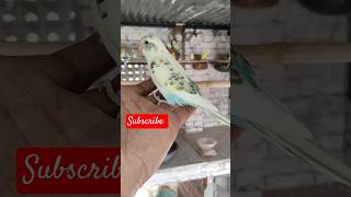 Bajari parrot budgies youtubeshorts shorts parrot birds budgries trendingshorts cute bird [upl. by Enalahs]