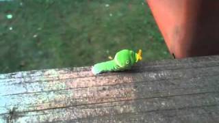 Tiger Swallowtail Caterpillar Snake Head Mimic [upl. by Norreg501]