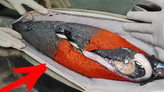 Incredible Method of Growing Black and Red Caviar  Caviar Production  How to Make Red Caviar [upl. by Nadeau197]