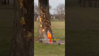 Why Was This Tree Burning From The Inside farm tree fire [upl. by Ashton]