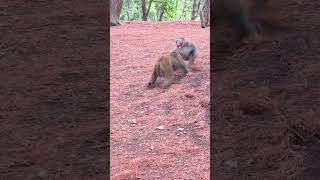 Funny baby monkeys Funny and adorable moments Funny moments that make you laugh to tears 86 [upl. by Durning1]