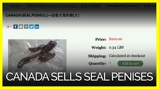 Canada Wants To Sell Seal Penises [upl. by Harwilll]