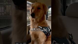 車の乗り方をマスターしすぎている犬犬 犬のいる暮らし 犬のいる生活 大型犬 ゴールデンレトリバー shorts [upl. by Stanwinn]