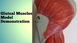 GLUTEAL MUSCLES  Exploring the muscles of gluteal region –Model Demonstration Anatomy Student Zone [upl. by Nebe]