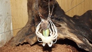 CritterboxTV  Special  Tailless Whip Scorpion Mid Moult [upl. by Latham]