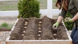 How to Plant Potatoes 🥔🌿  Garden Answer [upl. by Tiras]