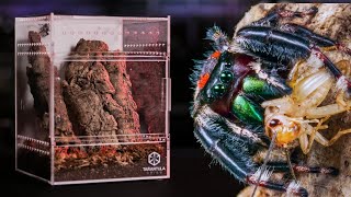 The BEST Enclosures for Jumping Spiders [upl. by Sedlik750]