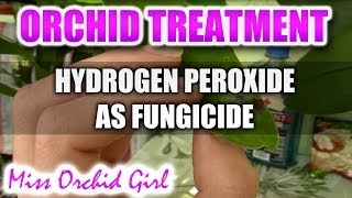 Using hydrogen peroxide with Orchids  Non toxic fungicide [upl. by Salangia161]