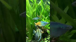 My beautiful rainbow fish rainbowfish aquarium fish fishtank [upl. by Jepson]