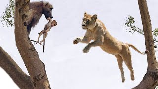 Lion Jumps on The Tree To Attack Baby Monkey  Fierce Battle of Baboon in India  Cheetah vs Gemsbok [upl. by Ieppet677]