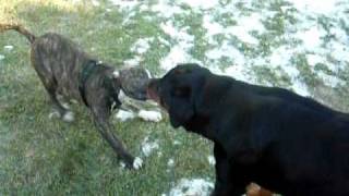 Pit Bull vs Rottweiler [upl. by Ayrolg]