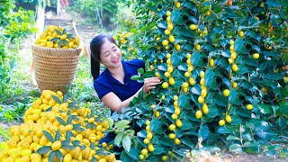 Harvest Oleaster Goes To Market Sell  Harvesting and Cooking  Lý Hương Song [upl. by Boyden]