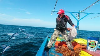 Así se PESCAN A LOS PECES VOLADORES CON ATARRAYA  Pesca en Alta Mar [upl. by Freud]