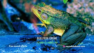 Bullfrog Croak Sound Effect royaltyfree  link to free download in description ⬇️ [upl. by Ayotl233]