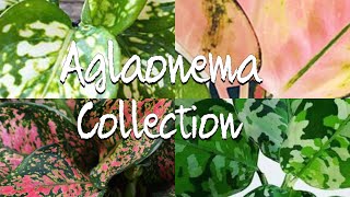 Aglaonema Collection  Chinese Evergreen [upl. by Girand]