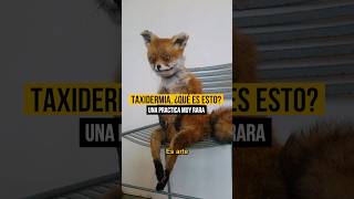 🫣 Algo muy oscuro la taxidermia datos perturbador curioso taxidermy bizarro [upl. by Acirdna]