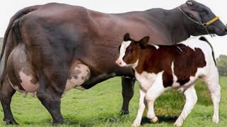 Girlando Cow Vs Indian Gir Cow  World Highest Milking Record [upl. by Leihcim]