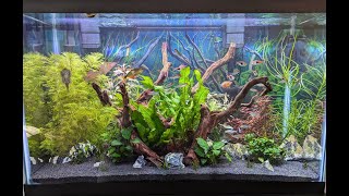 30 Gallon Planted Tank Update [upl. by Ylatan]