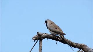 Namaqua Dove male calling [upl. by Margalo]