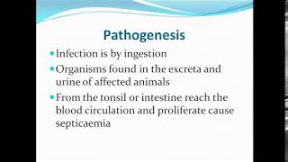 Swine erysipelas ppt [upl. by Infeld]