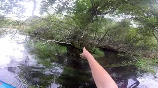 Kayaking the Carmans River Long Island NY Plus pier fishing with LIVE Killies [upl. by Leile]