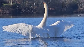 Mute Swan Cob  Felix  chases his juveniles away from the feeding area 16th March [upl. by Sanchez]