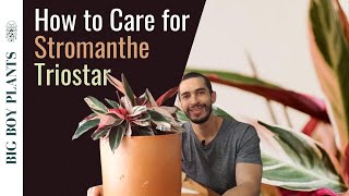 Stromanthe Triostar How to Grow and Care for the Tricolor Prayer Plant [upl. by Merete899]