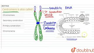 Centromere is also called [upl. by Ji]