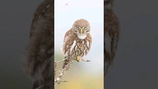 The Pygmy Owl one of the smallest owl species globally wildlife owl [upl. by Nalla391]