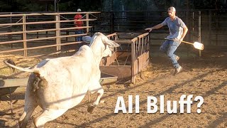 Brahmas Brangus and Herefords a Fun Bunch [upl. by Borden701]