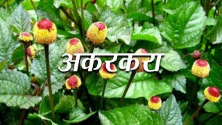 Health Benefits of Anacyclus Pyrethrum अकरकरा  Acharya Balkrishna [upl. by Oirottiv]